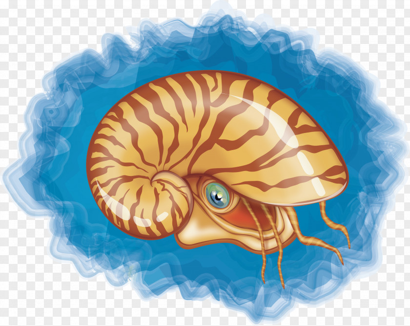 Conch Vector Chambered Nautilus Seashell Mollusc Shell PNG