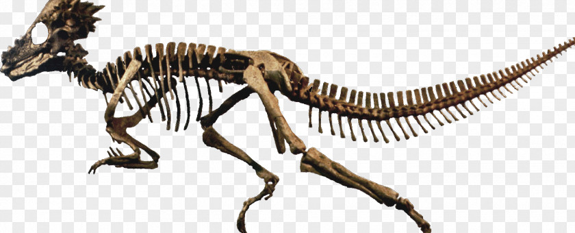 Dinosaur Velociraptor Skeleton Invertebrate Terrestrial Animal PNG