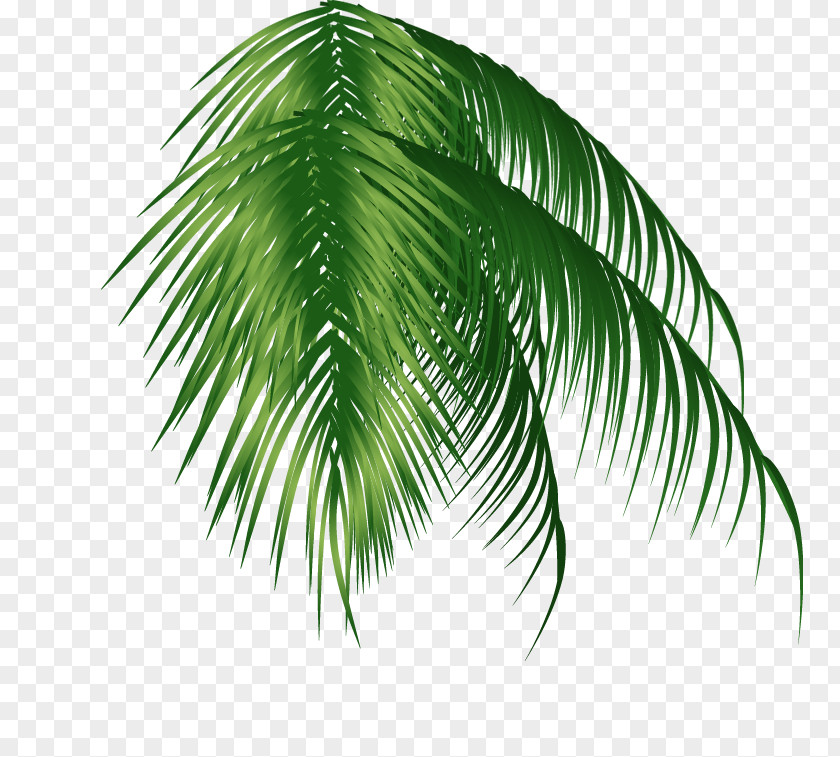 Green Coconut Trees Arecaceae Clip Art PNG