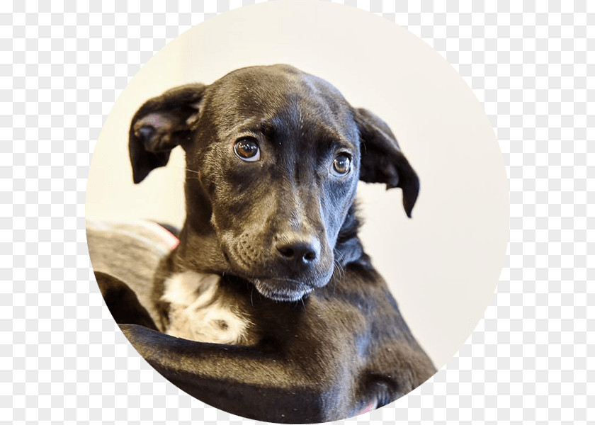 Pet Adoption Dog Breed Treeing Tennessee Brindle Mountain Cur Plott Hound Animal Rescue Group PNG