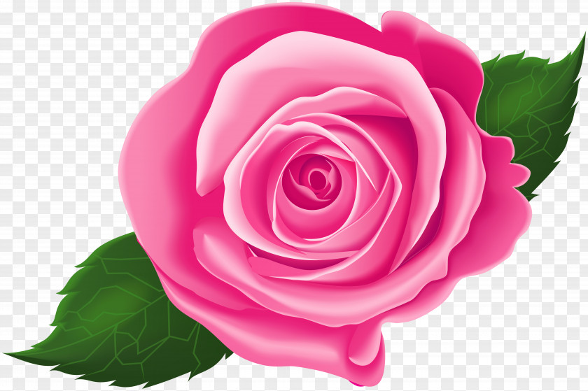 Rose Leave Garden Roses Cabbage Floribunda Pink Clip Art PNG