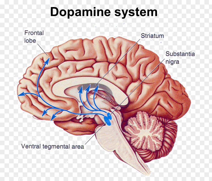 Brain Nucleus Accumbens Ventral Tegmental Area Dopamine PNG