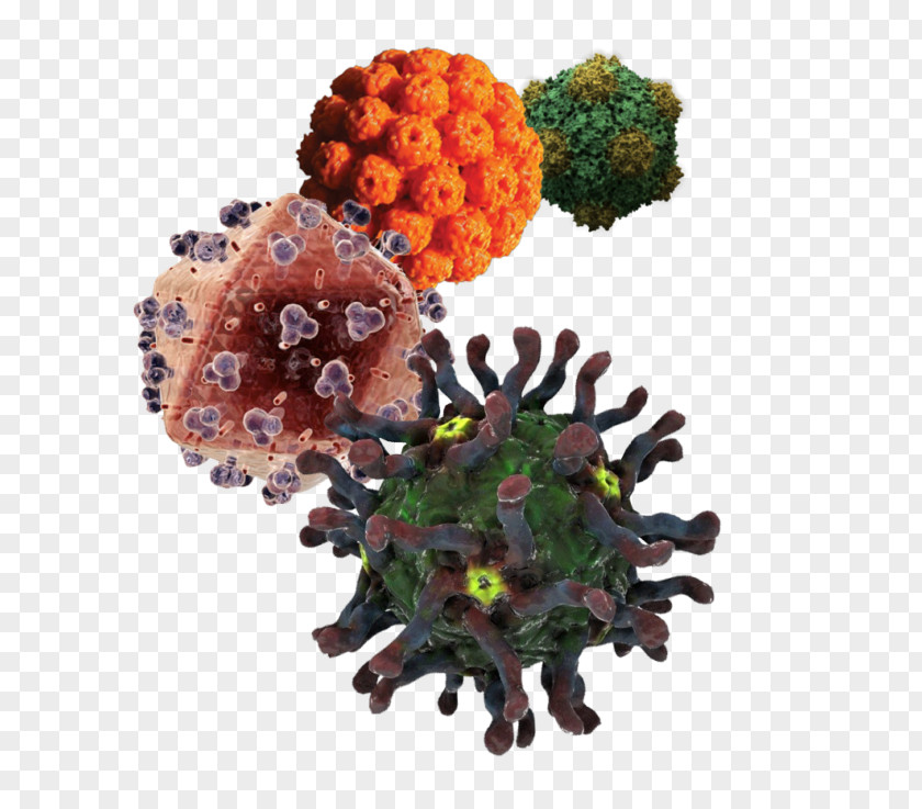 Influenza Virus Brochure Viral Hepatitis B C PNG