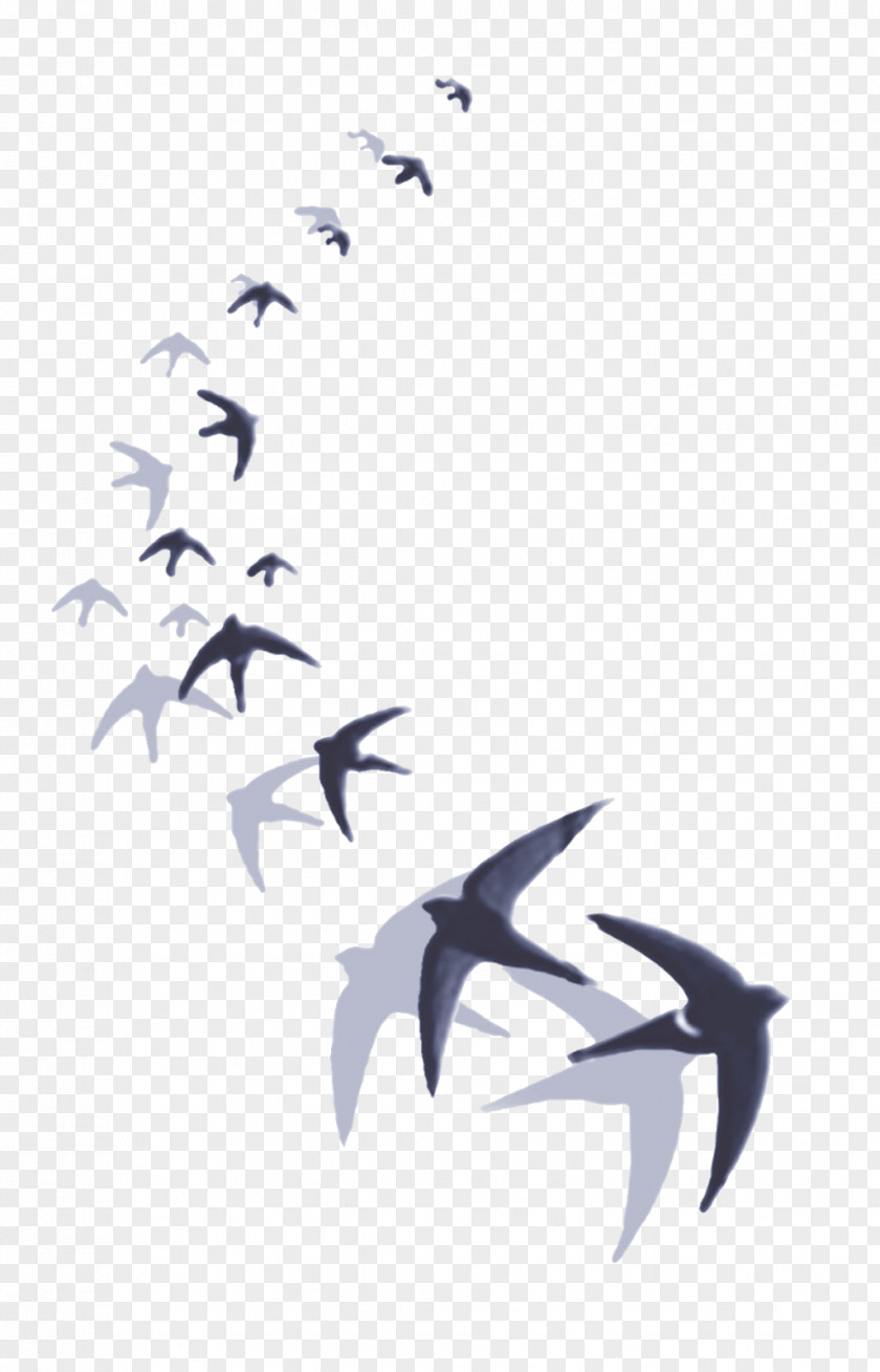 Barn Swallow Hirundininae Drawing Bird PNG