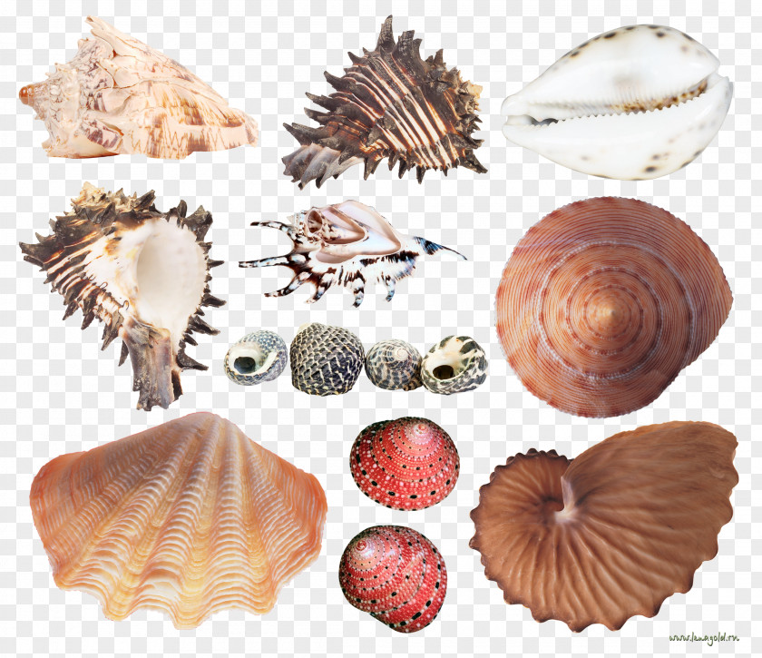 Die Mubarakreligion Cockle Seashell Conchology Sea Snail Mussel PNG