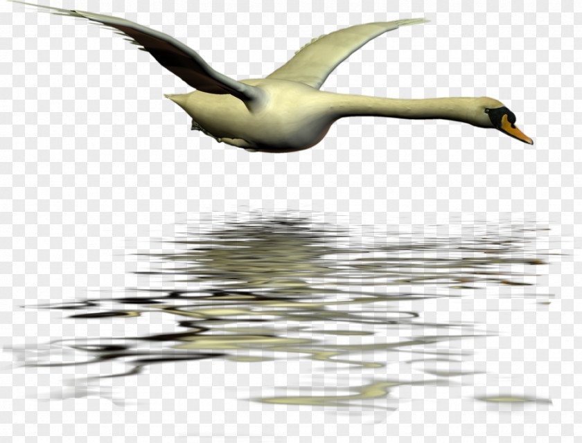 Duck Cygnini Swan Goose Bird PNG