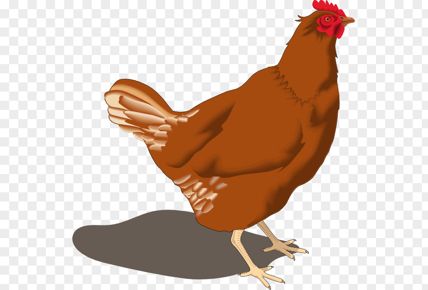 Ro Cliparts Chicken Hen Clip Art PNG