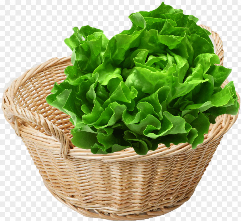 Vegetable Romaine Lettuce Leaf Organic Food Spring Greens PNG