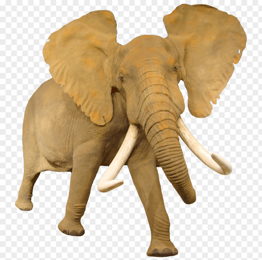 Africa African Bush Elephant Animal Information PNG