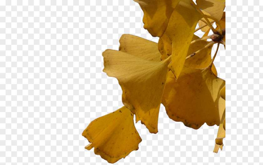 Apricot Plant Leaf Yellow PNG