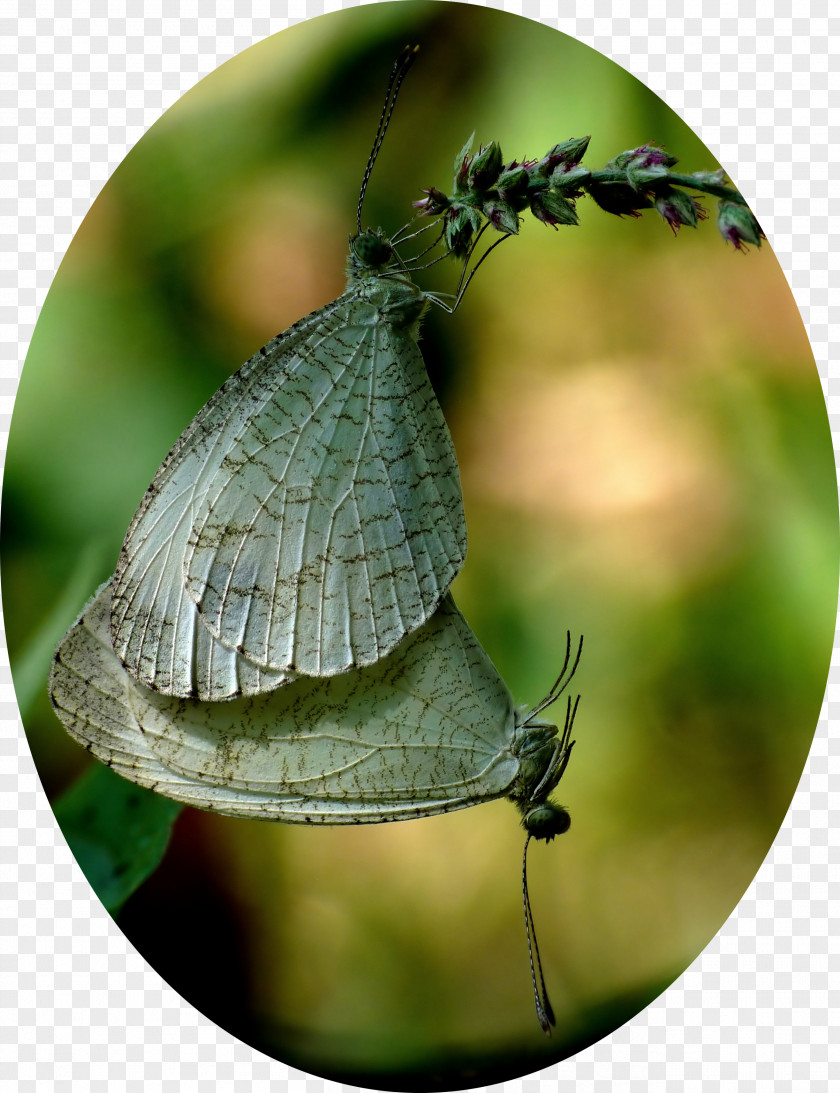 Butterfly Gossamer-winged Butterflies Brush-footed Moth Leptosia Nina PNG