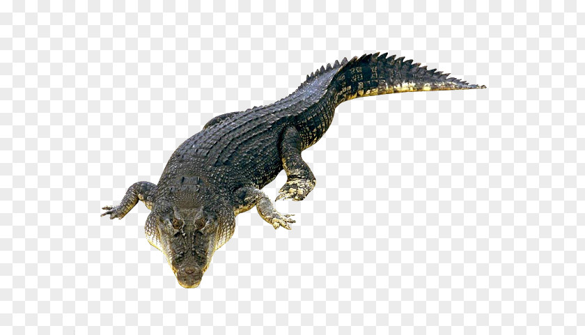 Crocodile Nile Crocodiles American Alligator Saltwater PNG
