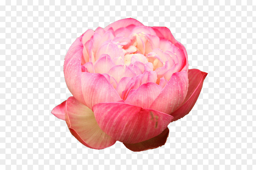 Free Lotus Pull Material Nelumbo Nucifera Centifolia Roses U611bu84eeu8aaa PNG