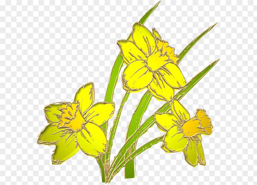 Jonquille Rapeseed Rozalimas Cut Flowers Mother's Day Plant Stem PNG