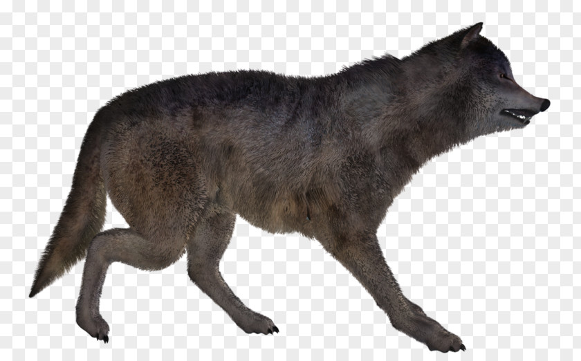 KURT Red Fox Coyote Alaskan Tundra Wolf Jackal PNG
