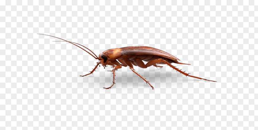 Pest Cockroach American Insect PNG