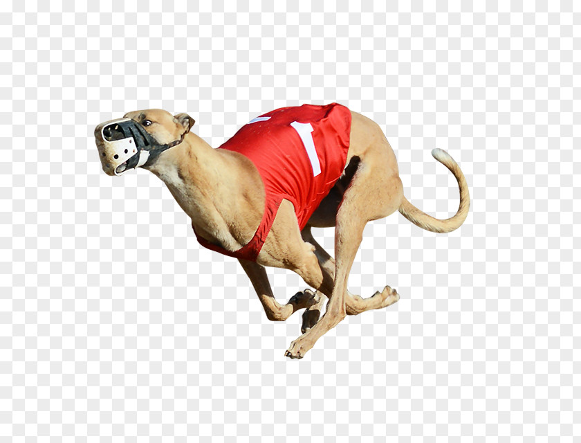 Rescue Dog Derby Lane Greyhound Track Racing Lines 2017 English PNG
