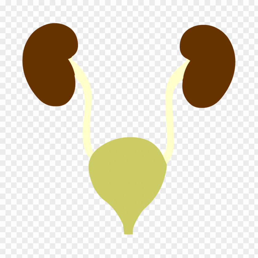 Science Excretory System BrainPop Reproductive Human Body Anatomy PNG