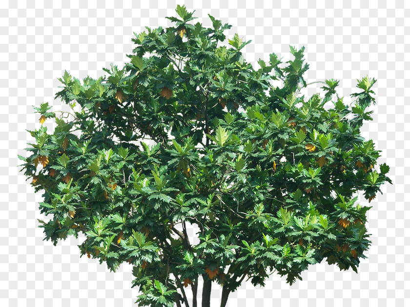 Tree Evergreen Shrub Branch PNG