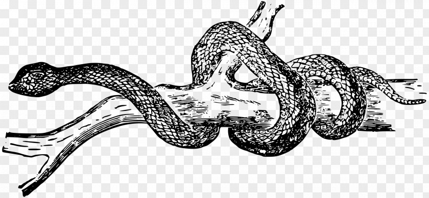 Snakes Black Rat Snake Reptile Clip Art PNG