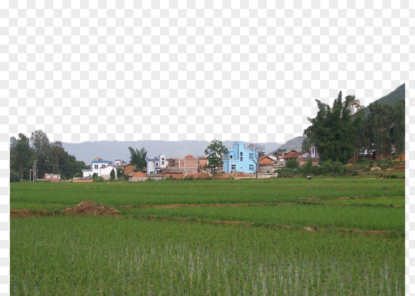 The Community Next To Rice Fields Download Computer File PNG