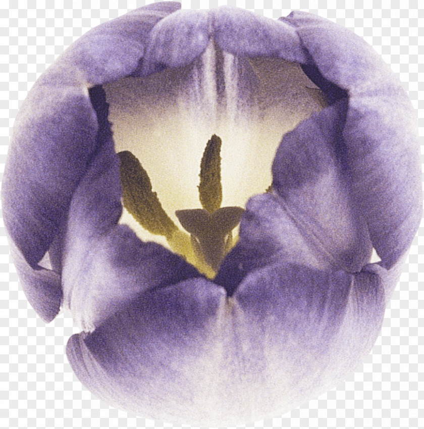 Tulip Petal Lilac Violet Flower PNG