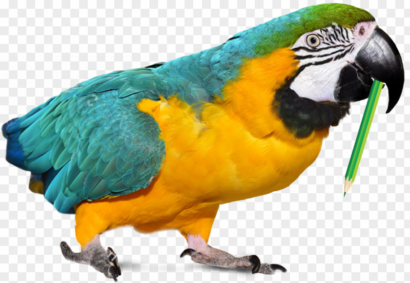 Viber Parrot Parakeet Macaw Beeldtelefoon Pet PNG