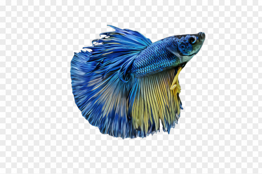 Blue Electric Tail Fish PNG