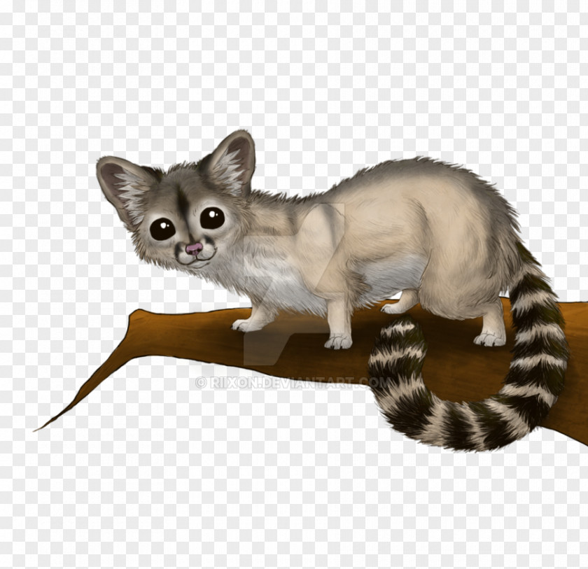 Cat Whiskers Ring-tailed Arizona Tabby PNG