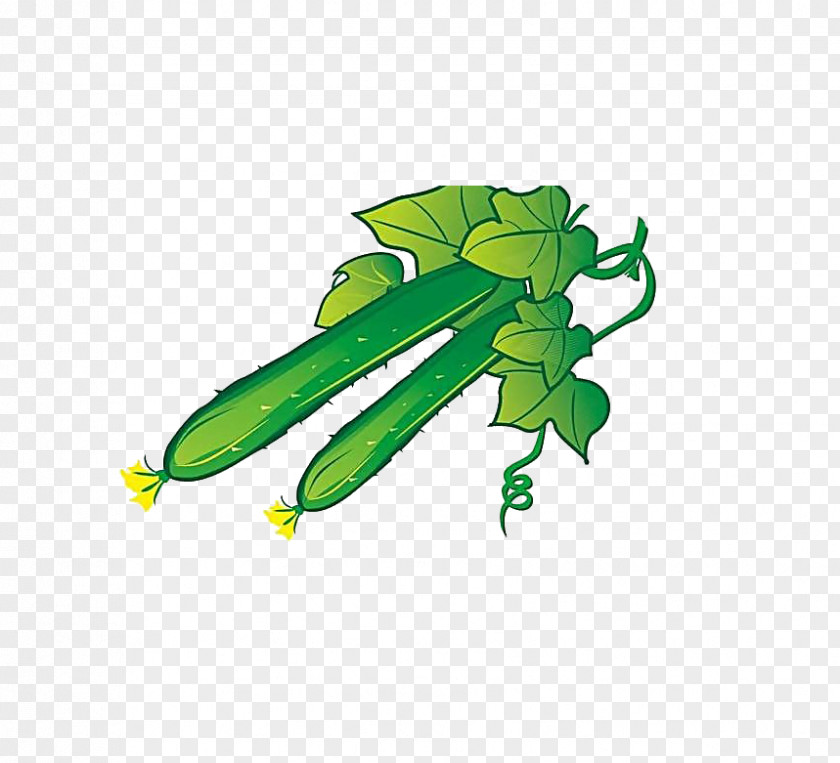 Cucumber Vegetable Illustration PNG