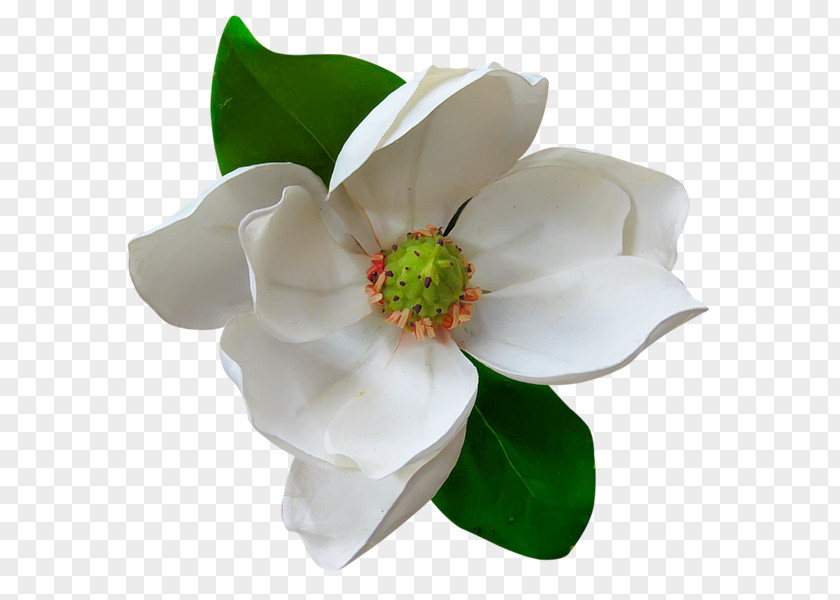 Flower Southern Magnolia Family Delavayi Clip Art PNG