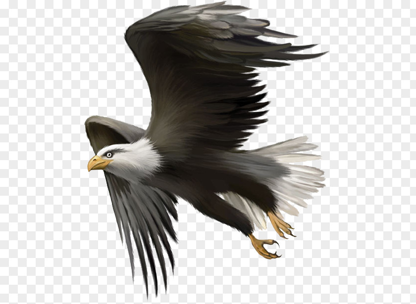 Flying Eagles Bald Eagle Bird Golden Clip Art PNG