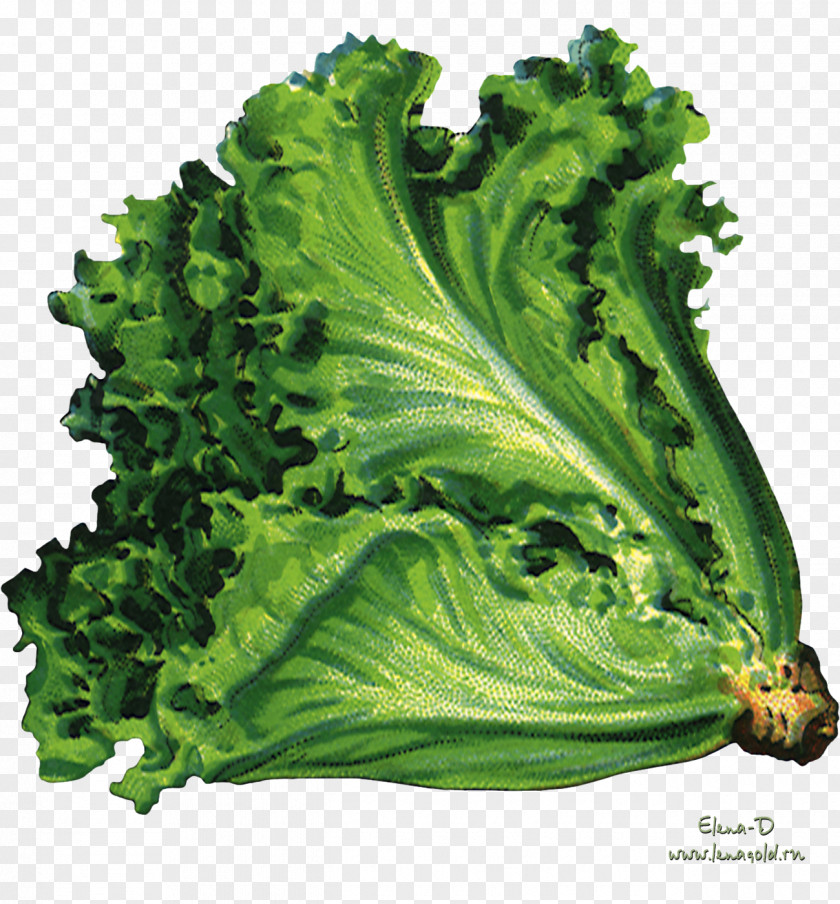 Green Salad Organic Food Vegetable Vegetarian Cuisine Lettuce Sowing PNG