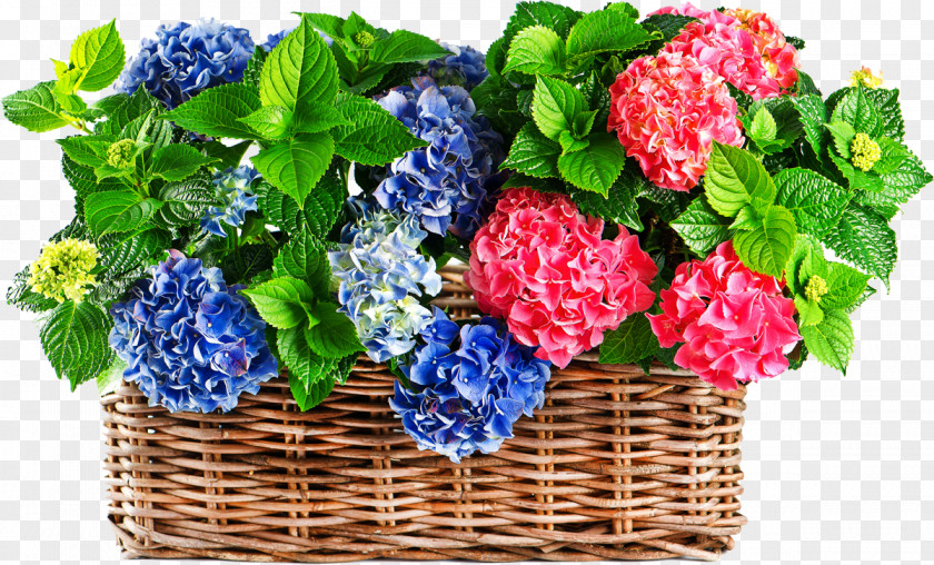 Hortensia Hydrangea Stock Photography White Blue PNG