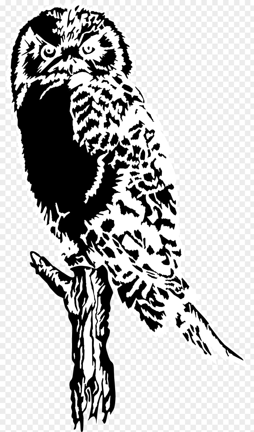 Owls Drawing Clip Art PNG