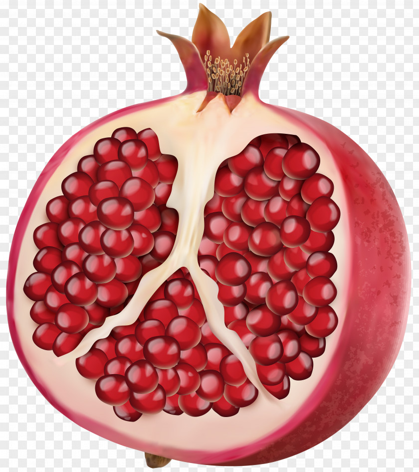 Pomegranate Vector Graphics Clip Art Illustration Stock Photography PNG