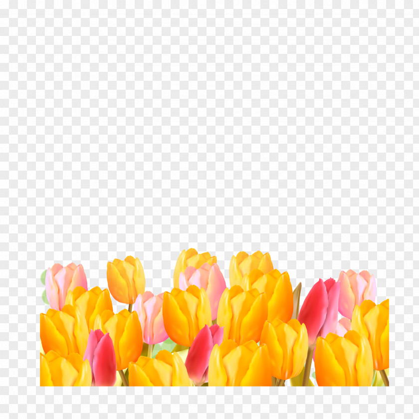 Tulip Flower Download PNG