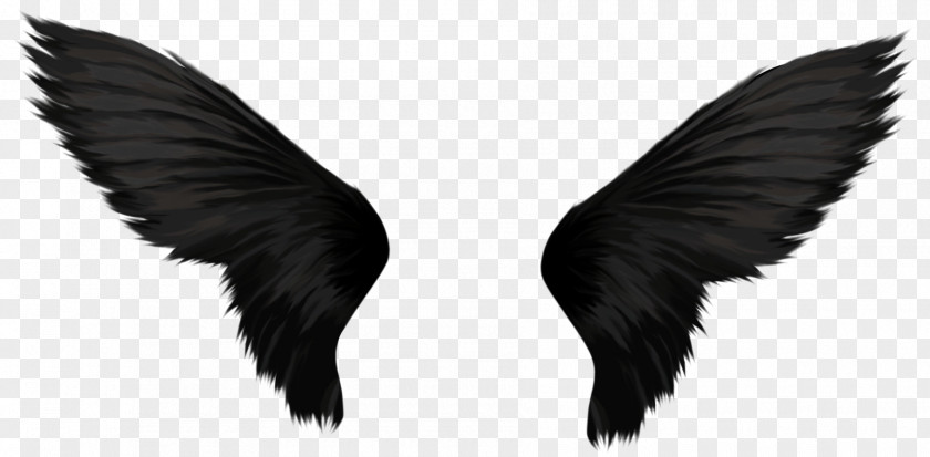 Wings Black And White Desktop Wallpaper Photography PNG