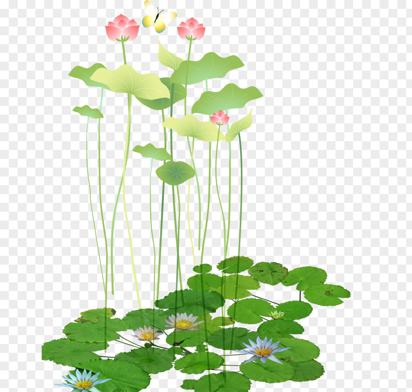 Lotus Picture Material Download Software Computer File PNG