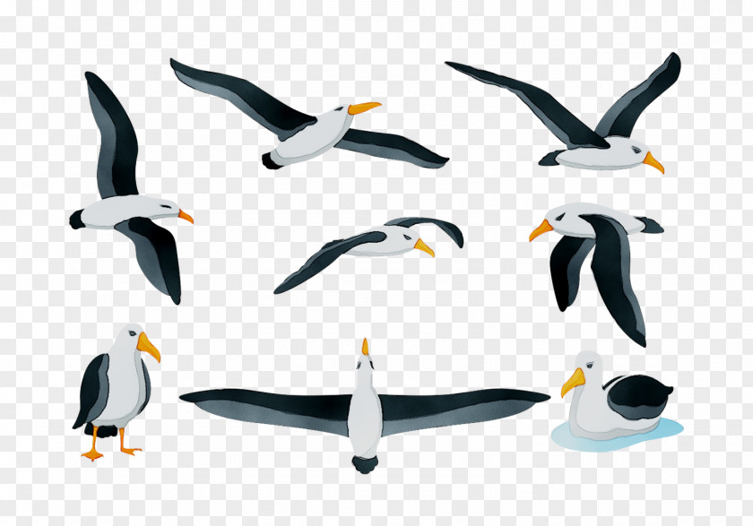 Penguin Seabird Product Design Fauna PNG