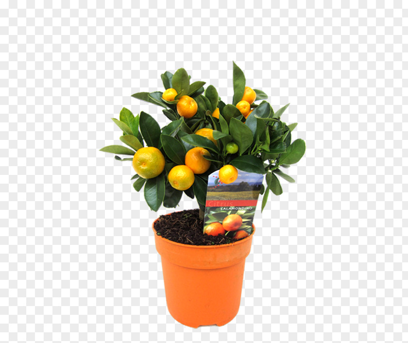 Rangpur Calamondin Kumquat Houseplant Flowerpot PNG
