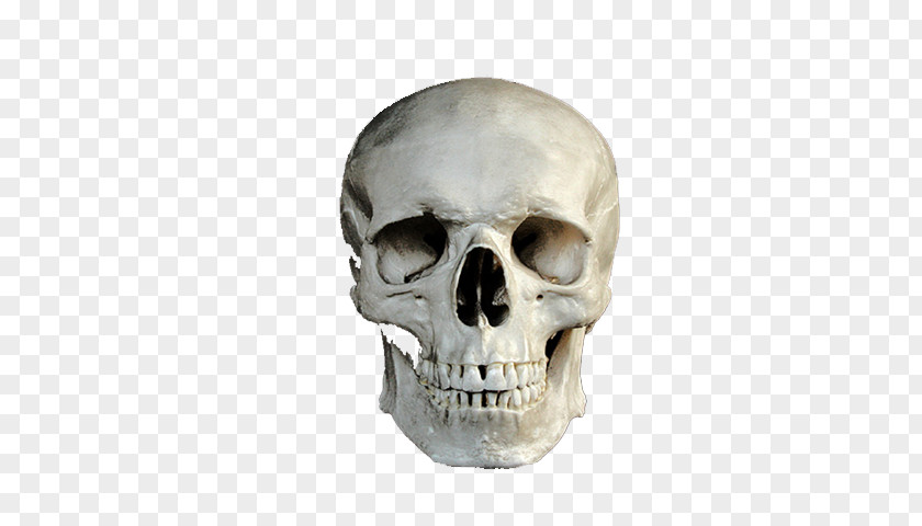 Skull CmapTools Bone PNG