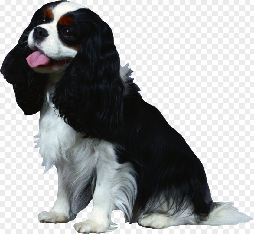 3d Dog Cavalier King Charles Spaniel French Bulldog English Cocker PNG