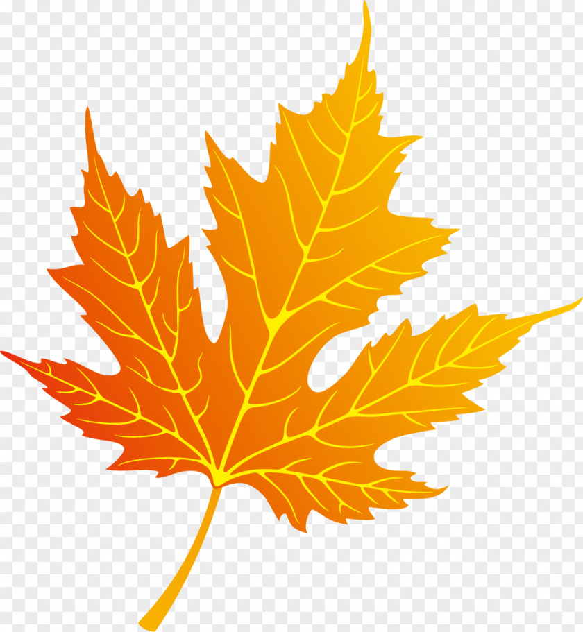 Autumn Leaves Decoration Leaf Color PNG