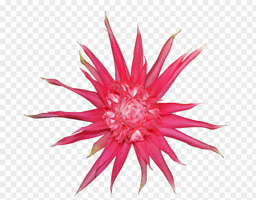 Bromelia Stamp Clip Art Image Stock Photography PNG