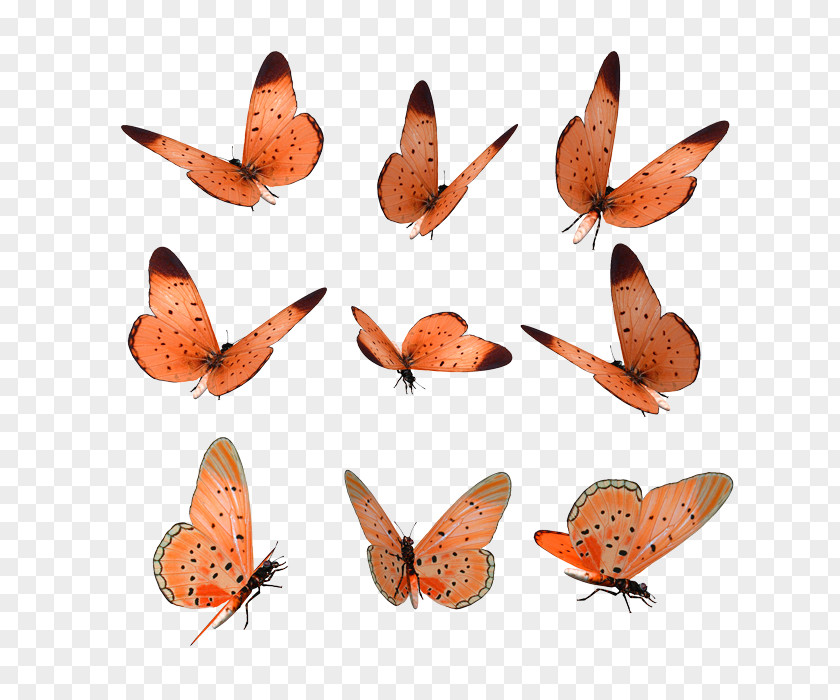 Butterfilrs Of Brush-footed Butterflies Soy Luna Stock Illustration Photography PNG