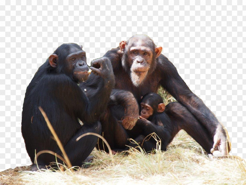 Gorilla Common Chimpanzee Chimfunshi Wildlife Orphanage How To Speak Monkey PNG