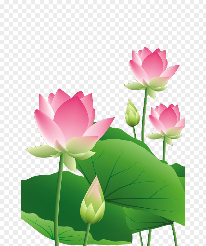 Lotus Leaf PNG