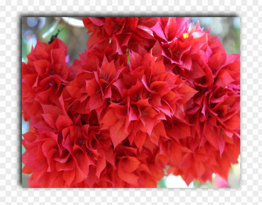Flower Azalea Carnation Floral Design Cut Flowers PNG