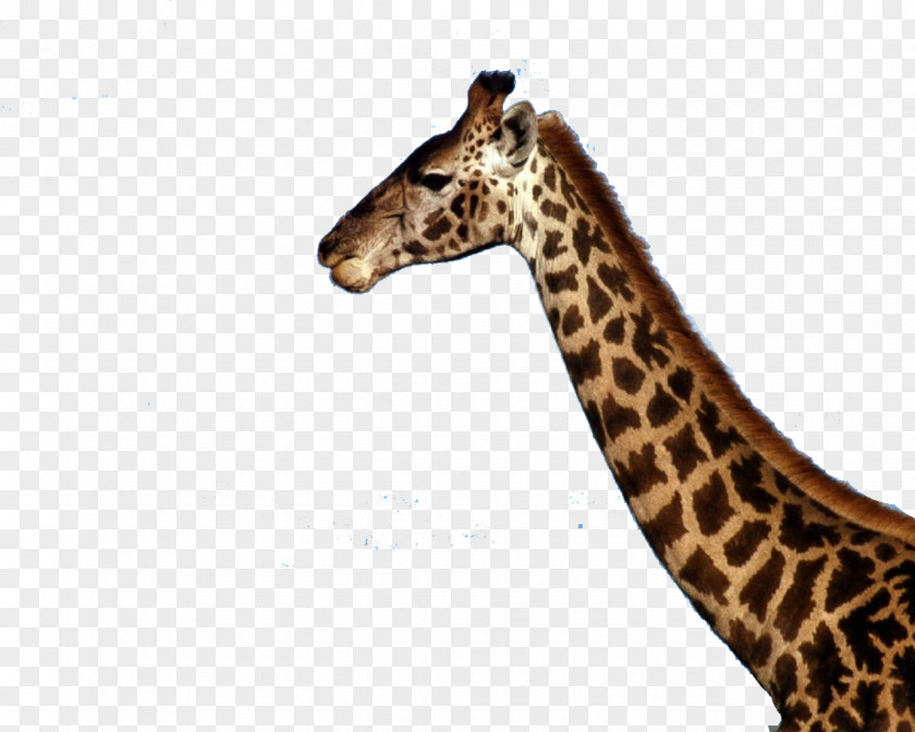 Giraffe Northern Baby Giraffes Masai Wallpaper PNG